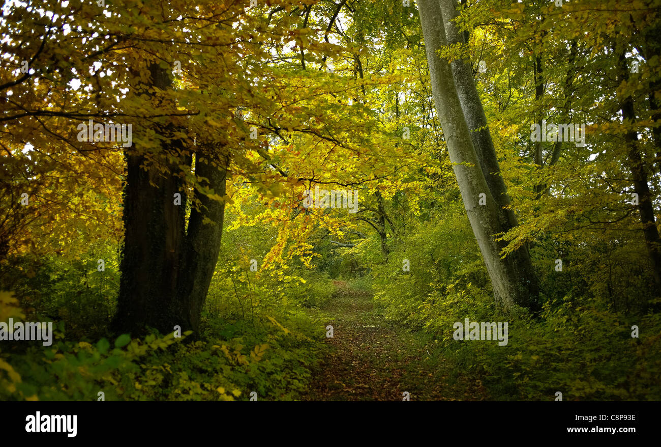 L'arbre et de ses voisins, l'automne hêtre Banque D'Images