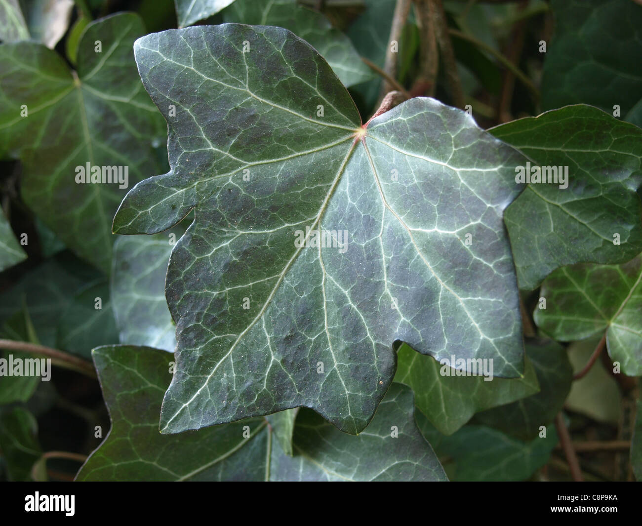 / Lierre Lierre / anglais / Lierre Hedera helix / «Efeu Banque D'Images