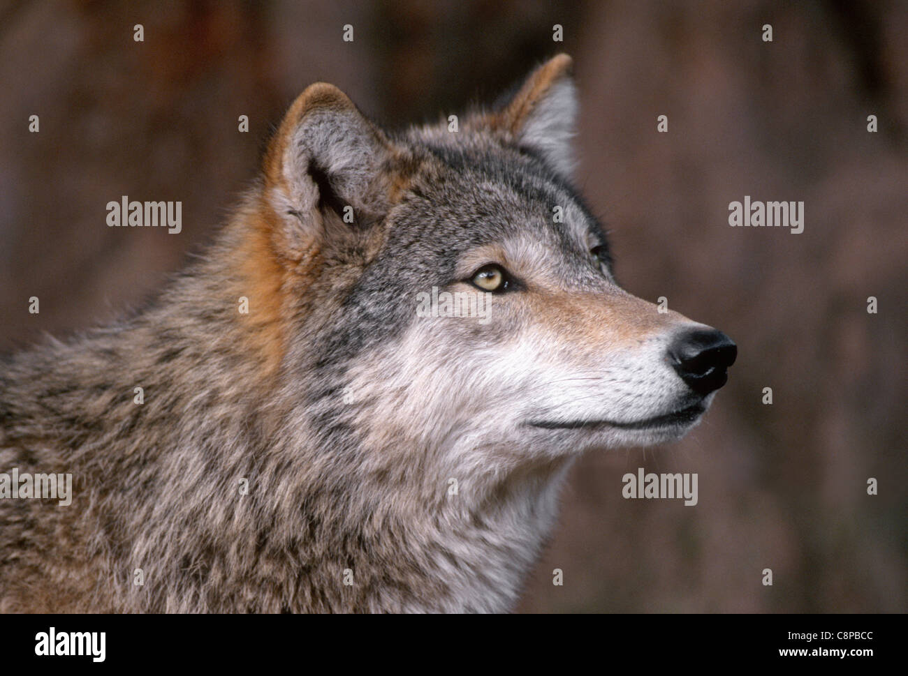 Loup gris (Canis Lupis) ; gamme en captivité : les régions sauvages du nord de l'Amérique du Nord Banque D'Images