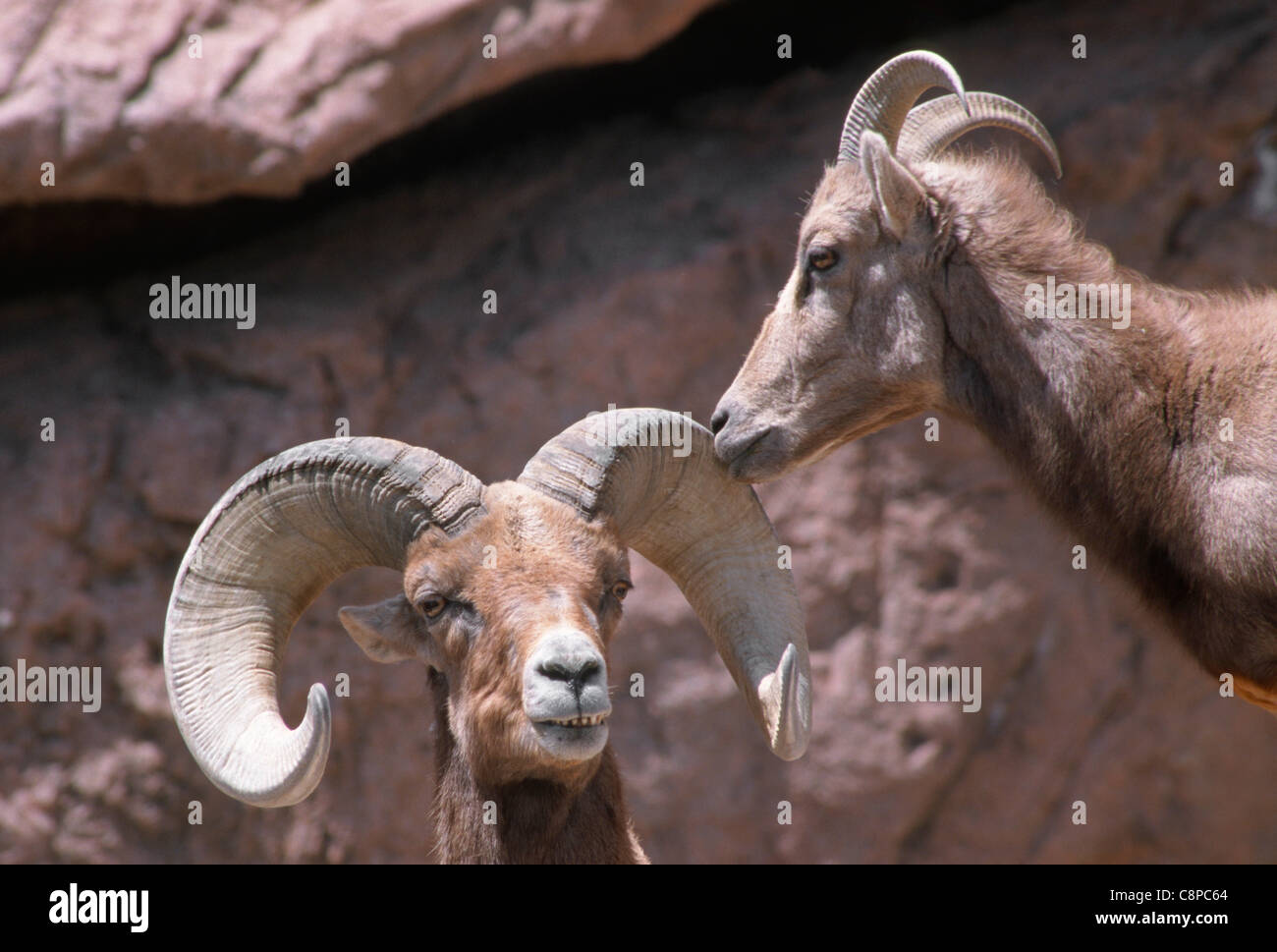 DESERT bighorn (Ovis canadensis nelsoni) ram (mâle) et de brebis (femelle), le sud de l'Arizona, USA Banque D'Images