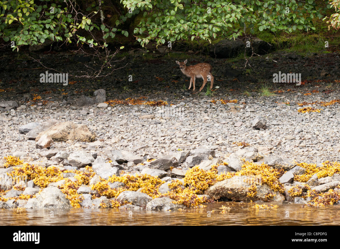 Deer fawn sur la rive, Sitka, Alaska Banque D'Images
