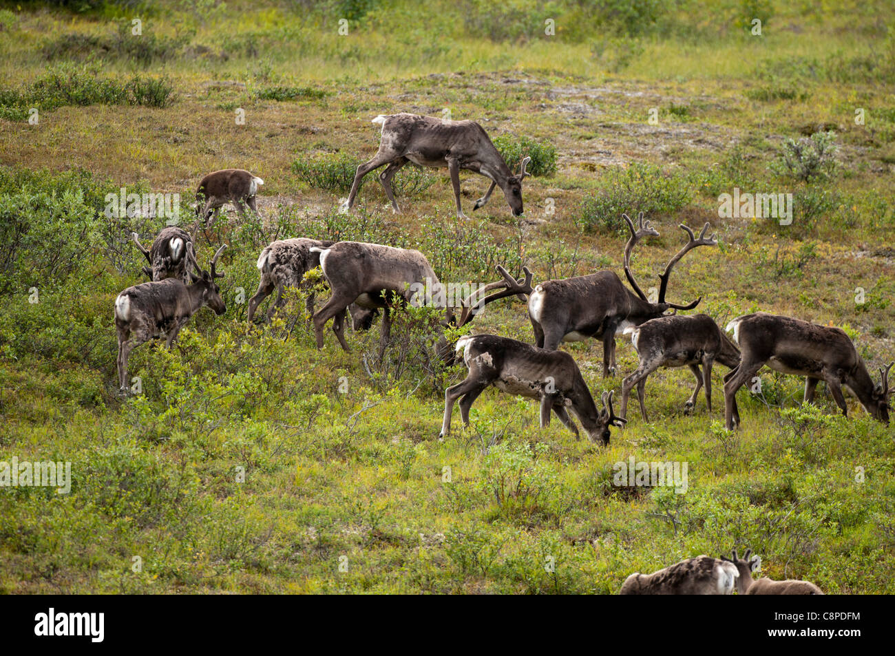 Troupeau de caribous, Denali National Park & Preserve, Alaska Banque D'Images