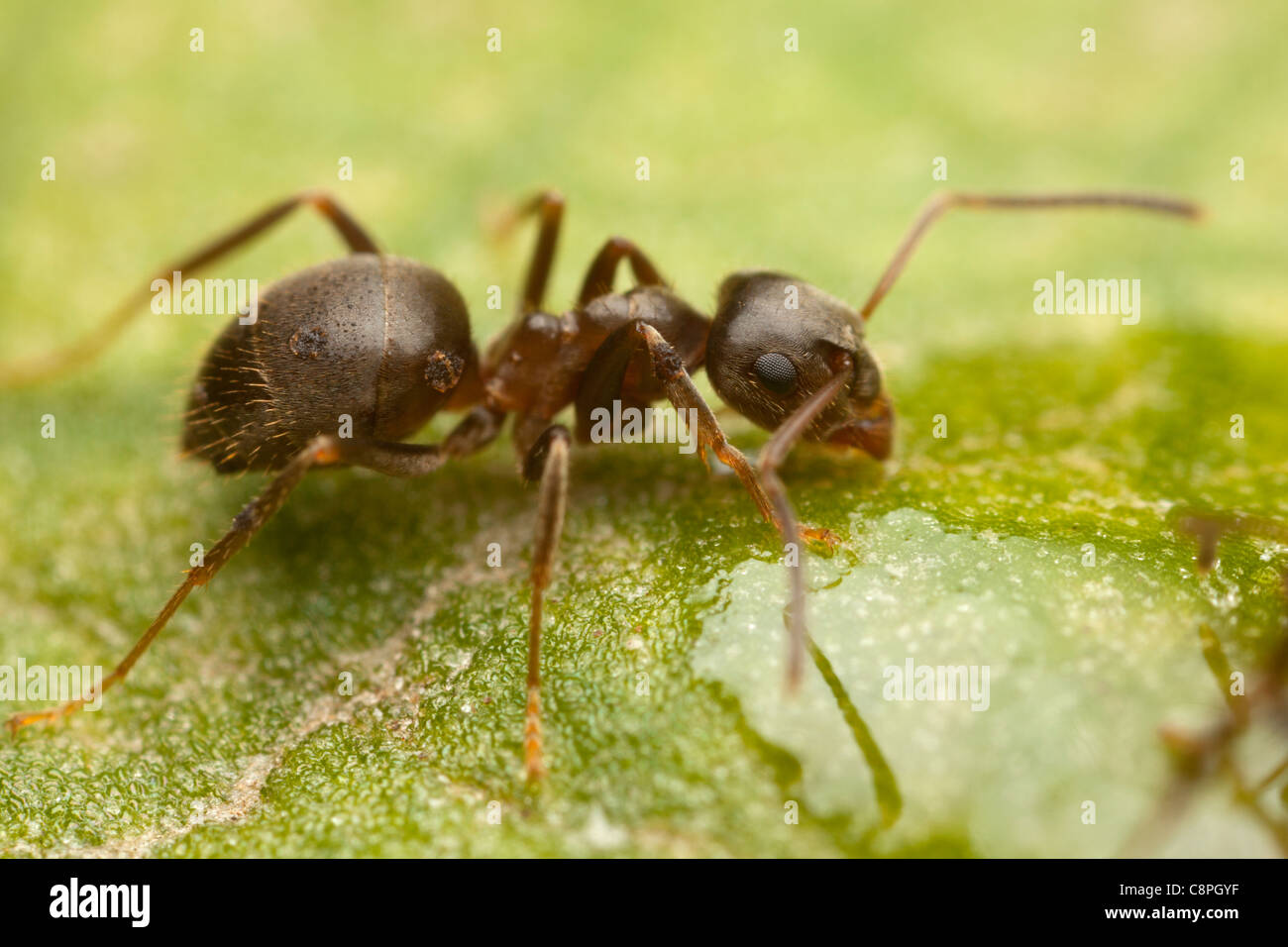 Ant le jardin noir se nourrit de l'eau sucrée sur une feuille dans le Hampshire Banque D'Images