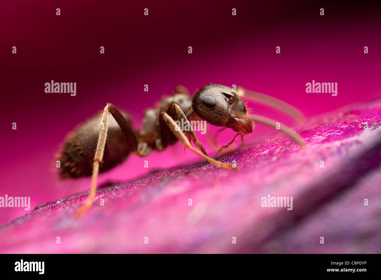Ant Lasius niger jardin noir se nourrit de l'eau sucrée sur une feuille dans le Hampshire Banque D'Images