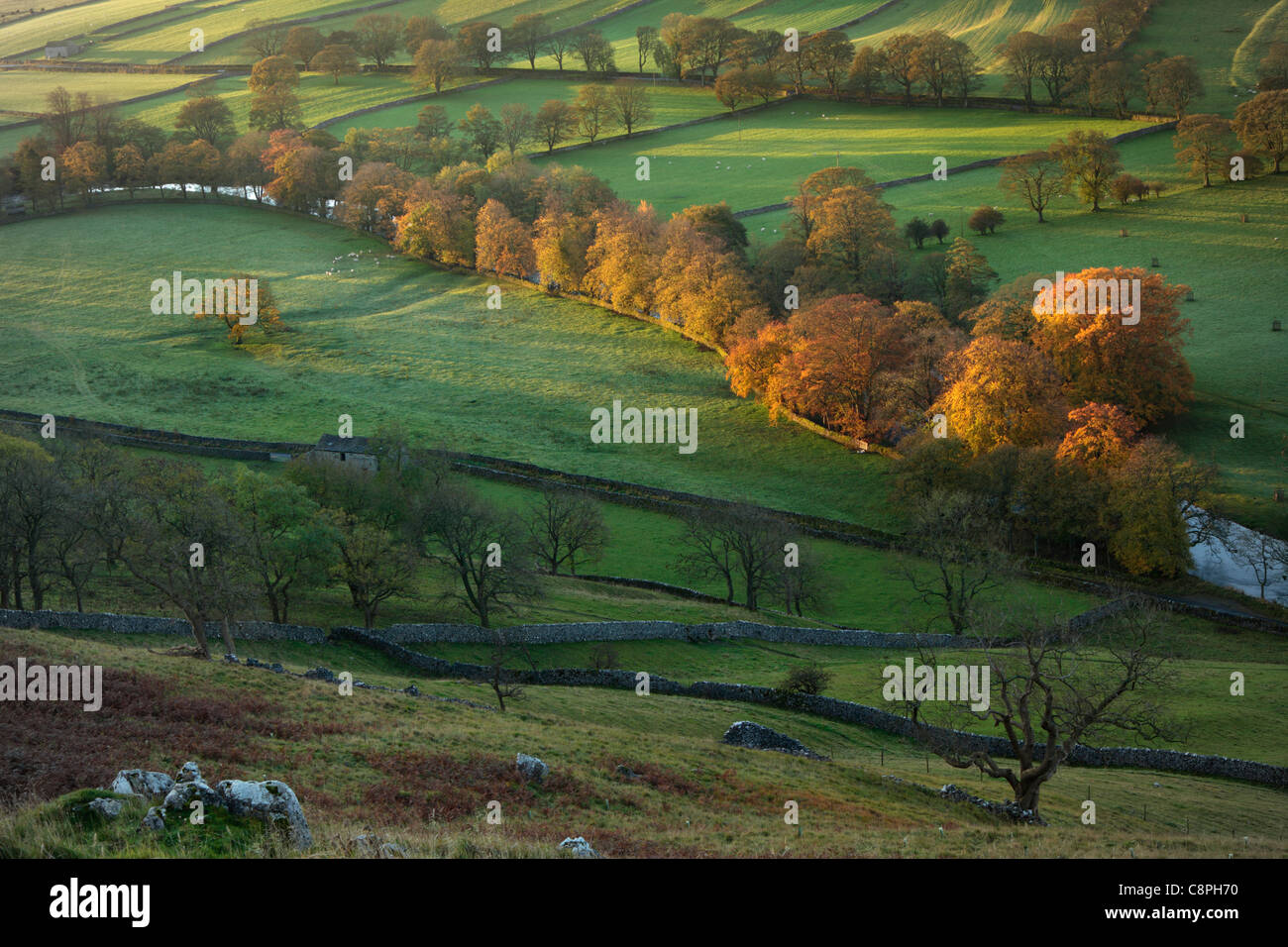 Les premiers rayons de soleil sur le feuillage de l'automne aux couleurs vives de Arncliffe dans Littondale, Yorkshire Banque D'Images