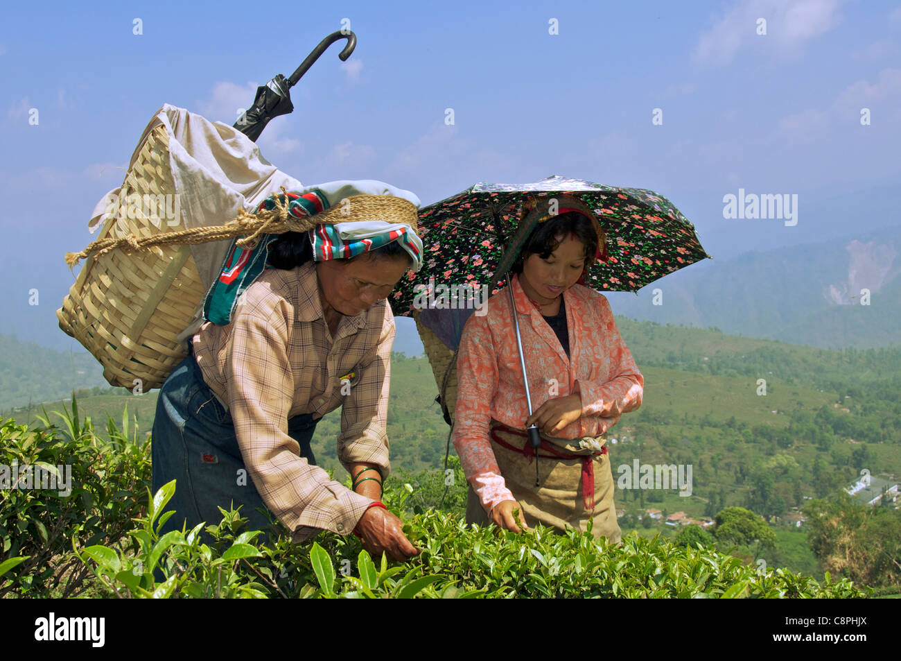 Deux teapickers Gurung Plateau Estate Kurseong West Bengal India Banque D'Images