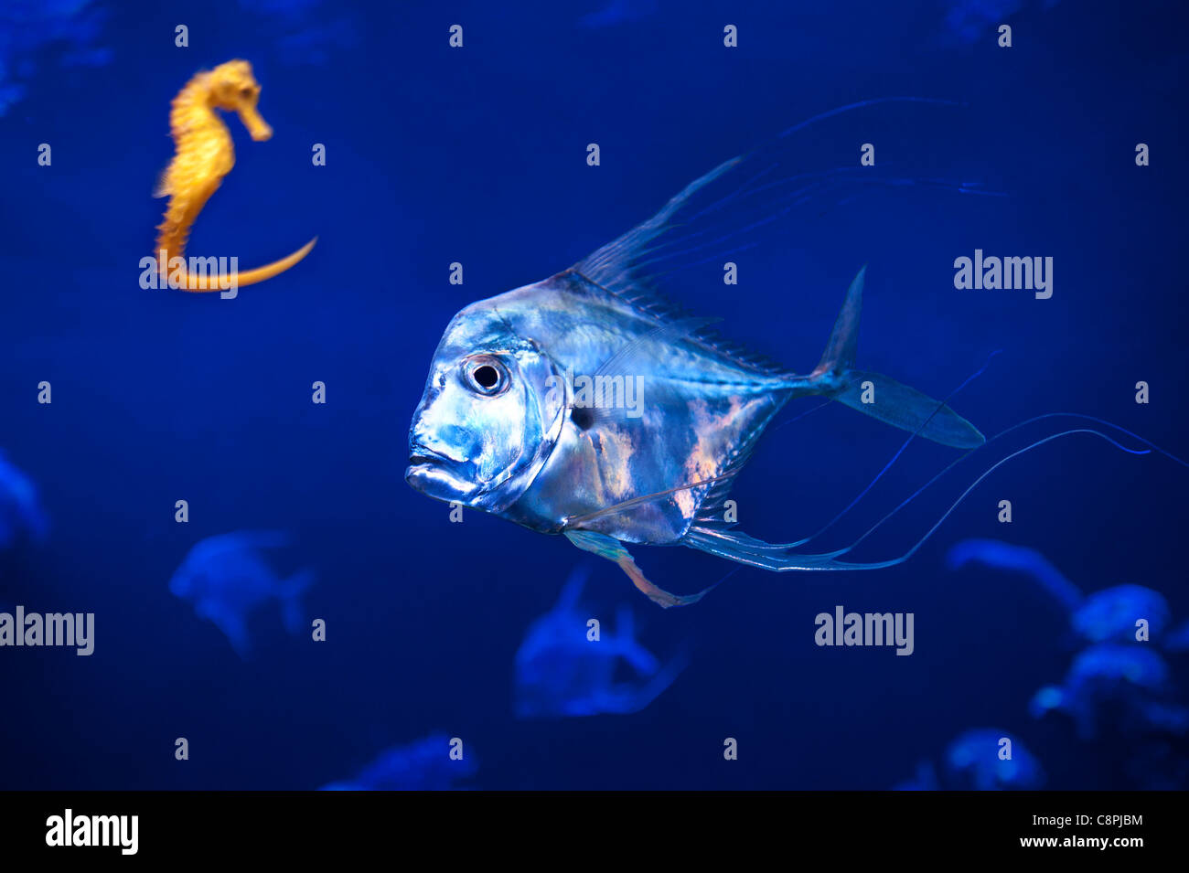 Les poissons et l'Aquarium de Palma, Majorque, Baleares, Espagne Banque D'Images