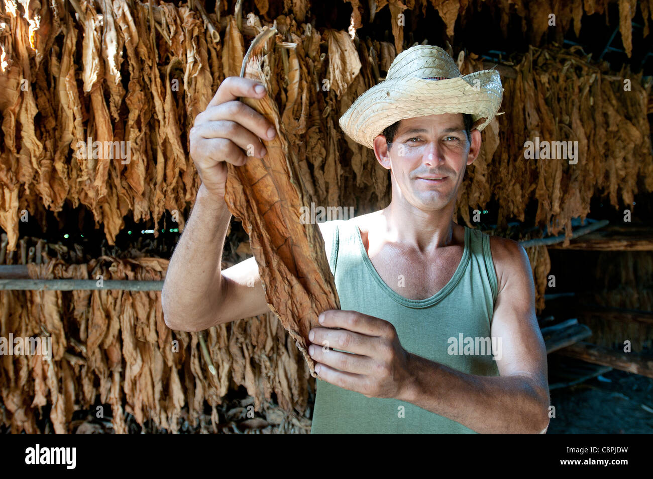 Le séchage des feuilles de tabac sur grange farm avec farmer, Vinales, Cuba Banque D'Images
