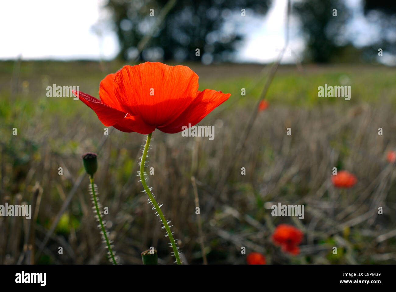 Domaine de fleurs de pavot rouge sauvage près de Tring, Hertfordshire, Angleterre Banque D'Images