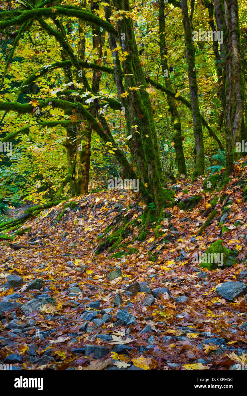 La chute des feuilles et de la mousse d'érable couvert d'arbres, l'île de Vancouver, Colombie-Britannique, Canada Banque D'Images