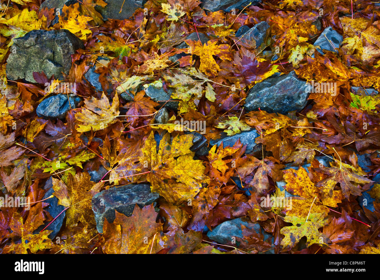 Image abstraite de feuilles d'érable sur les rochers, l'île de Vancouver, Canada Banque D'Images
