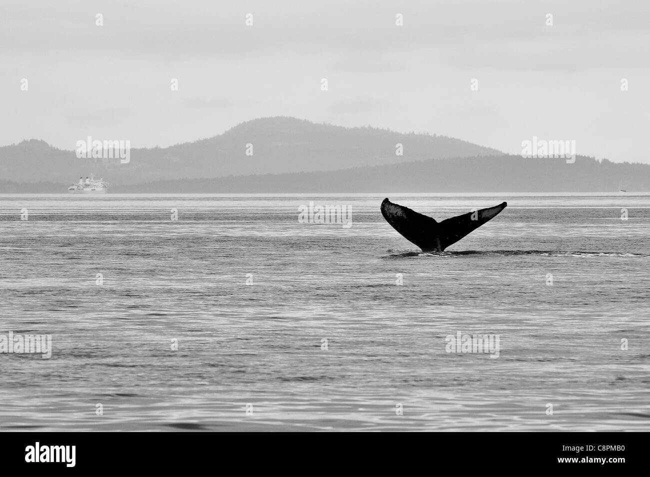 B&W Retour bosse baleine dans le détroit de Géorgie Banque D'Images