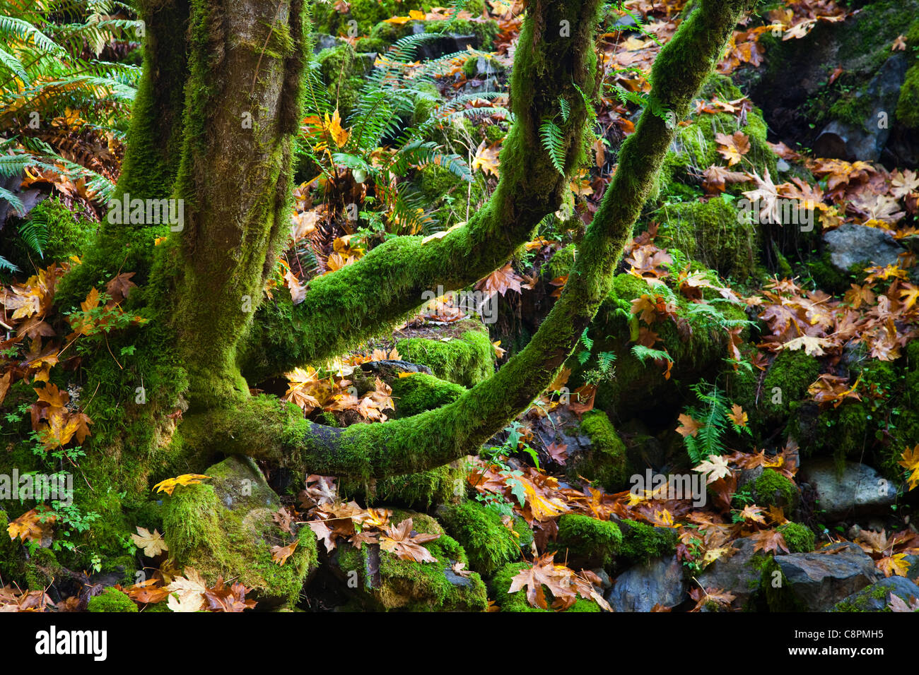 Couvert de mousse érable avec les feuilles tombées, Victoria, Canada Banque D'Images