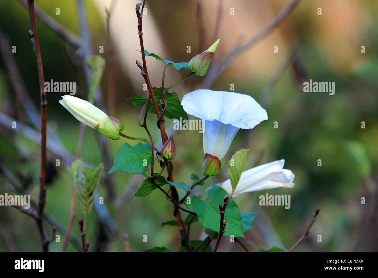 Convolvulus arvensis (liseron des champs) Banque D'Images