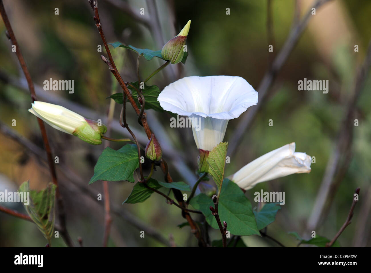 Convolvulus arvensis (liseron des champs) Banque D'Images