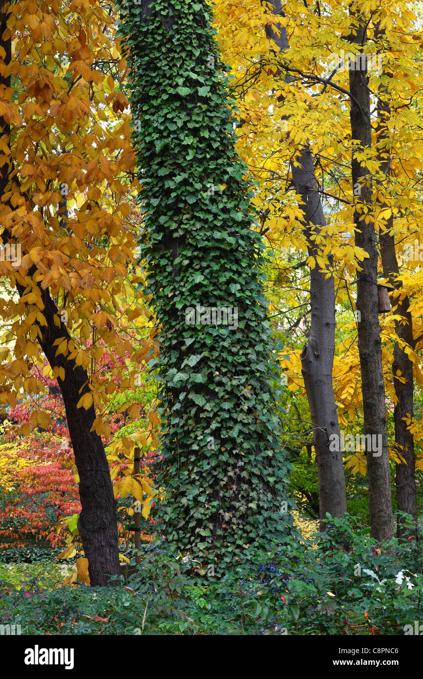 Vieux tronc en automne couverte par le lierre Hedera helix Banque D'Images