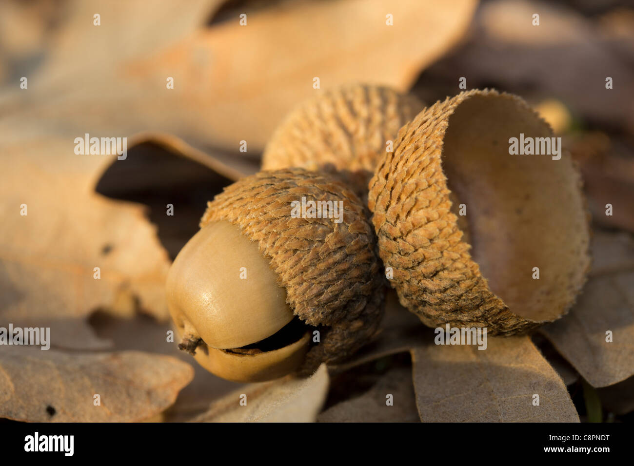 Chêne des Pyrénées acorn Banque D'Images