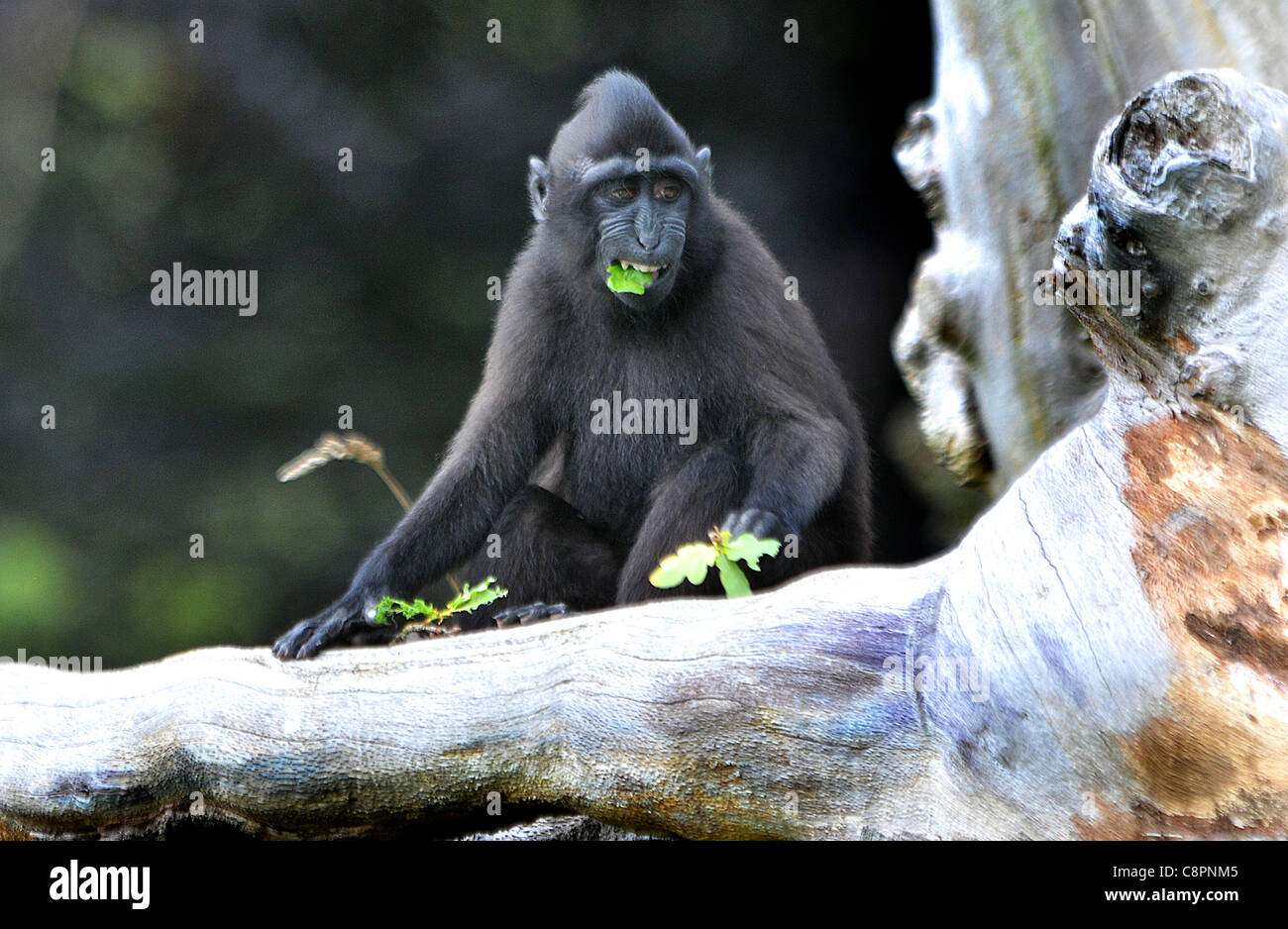 SULAWESI CRESTED MACAQUE NOIR, du Zoo de Jersey. Banque D'Images