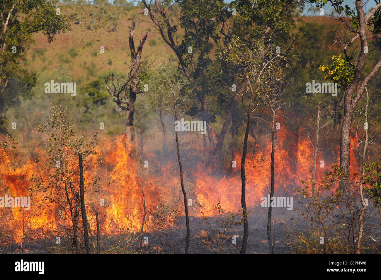 Wildfire, Victoria l'Autoroute, Près de Victoria River, Gregory National Park / Jutpurra National Park, Territoire du Nord, Australie Banque D'Images