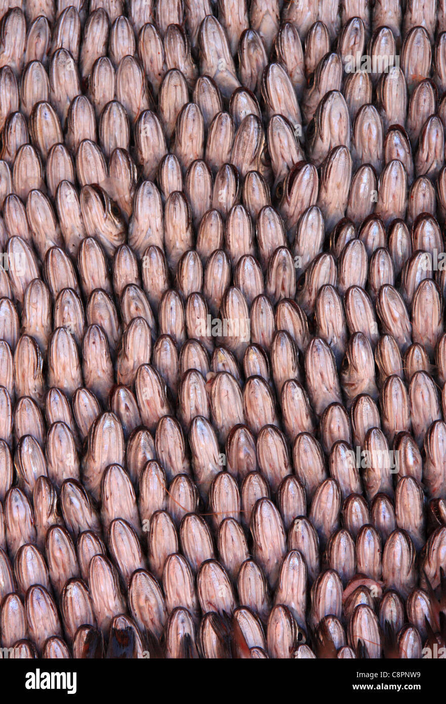 Une caisse de petits poissons préparés à la vente sur l'affichage à la mise aux enchères sur le marché de poissons y le port, Essaouira, Maroc, Afrique du Nord Banque D'Images