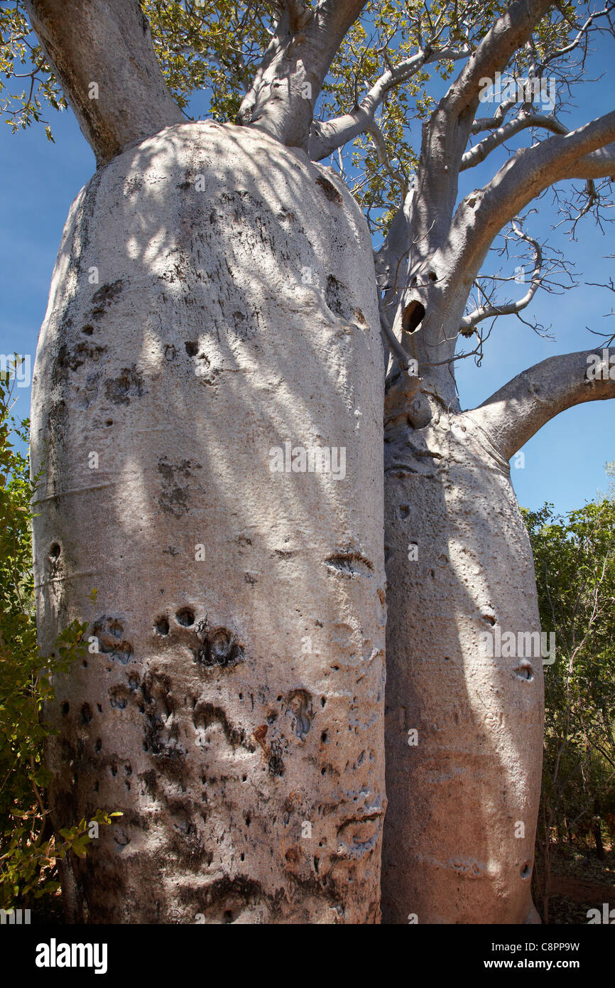 Lits Boabs, près de Gregory's Tree, Gregory National Park / Jutpurra National Park, Territoire du Nord, Australie Banque D'Images