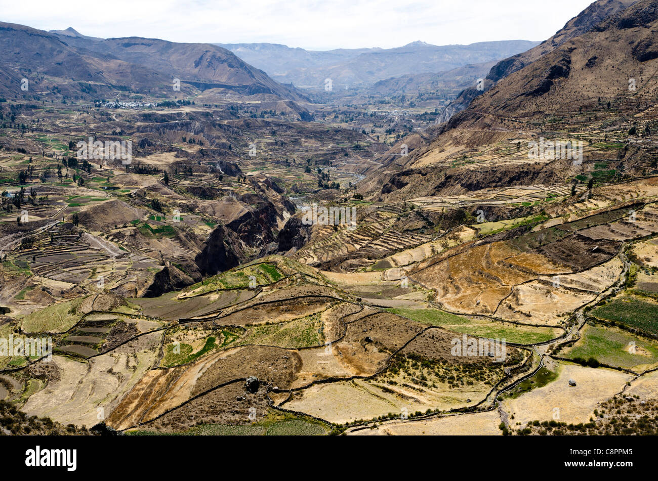 Terrasses du Colca au Pérou Banque D'Images