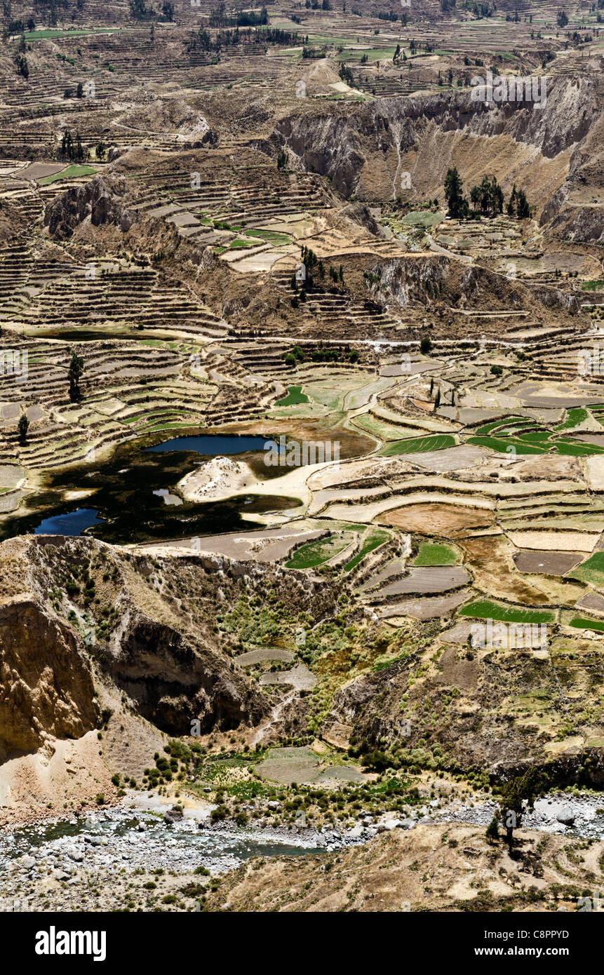 Terrasses du Colca au Pérou Banque D'Images