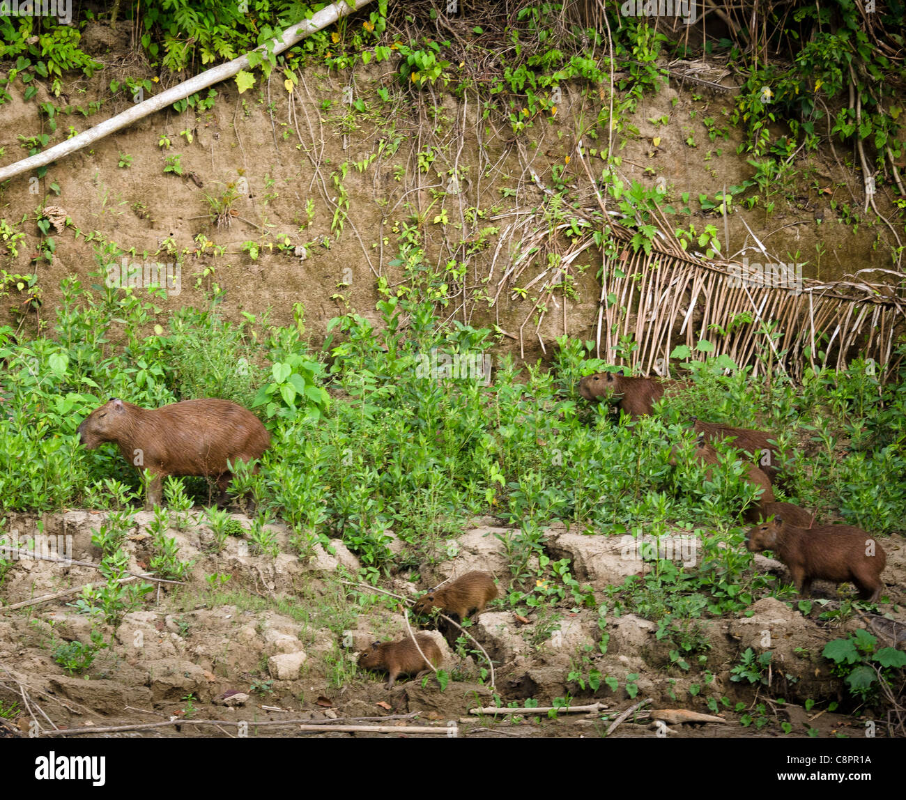 Famille de Capybara (Hydrochoerus hydrochaeris) rodent Réserve nationale de Tambopata Puerto Maldonado Amazonie Pérou Banque D'Images