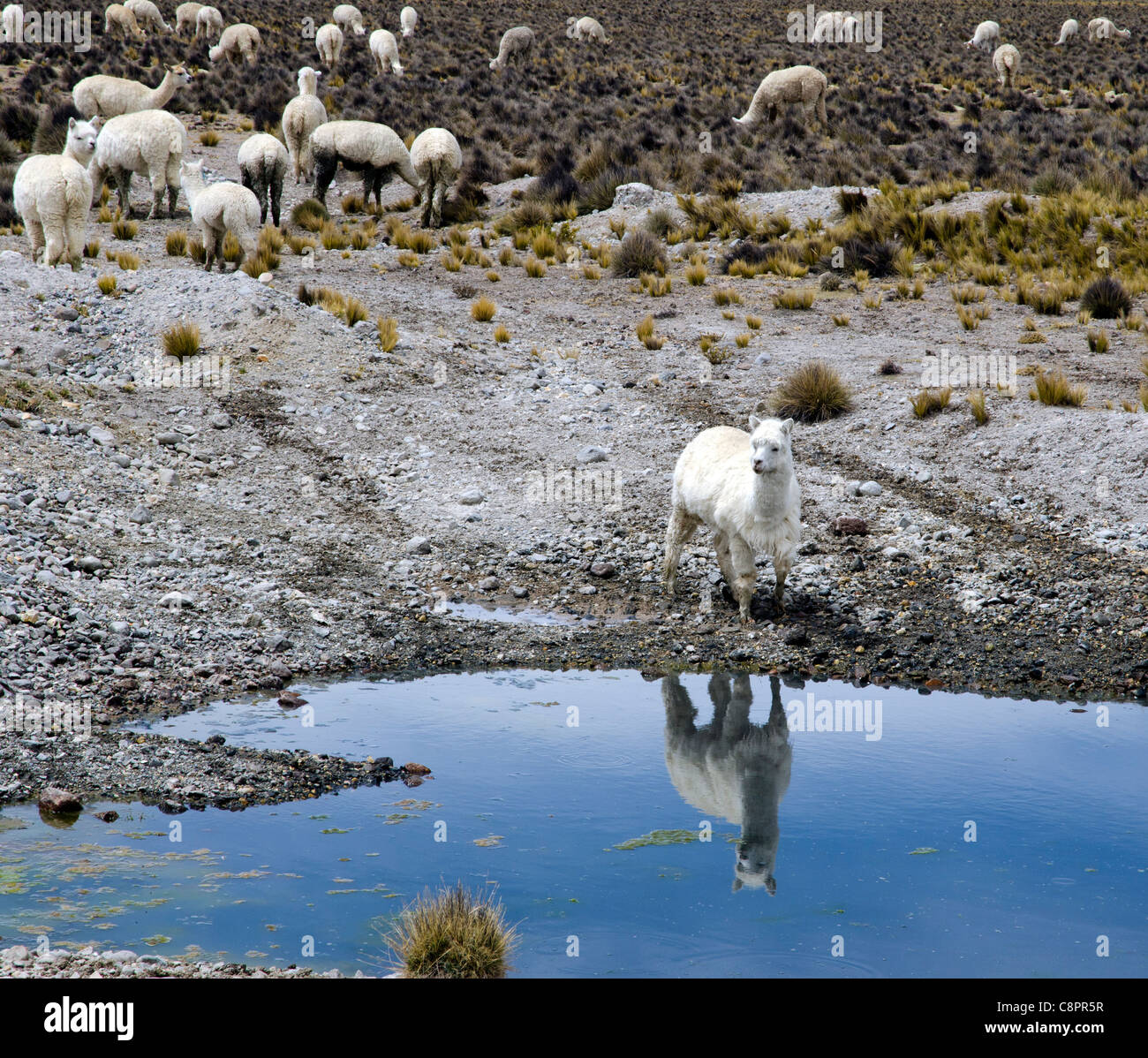 Réflexion sur l'eau d'un alpaga près de Arequipa Pérou Banque D'Images