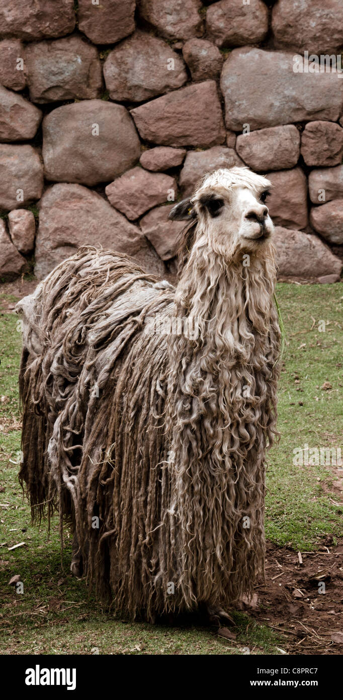 Ou aux longs cheveux rasta llama vallée de l'Urubamba, région de Cuzco au Pérou Banque D'Images