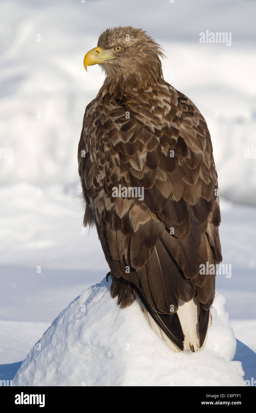 L'aigle de mer de Steller (juvénile) Banque D'Images