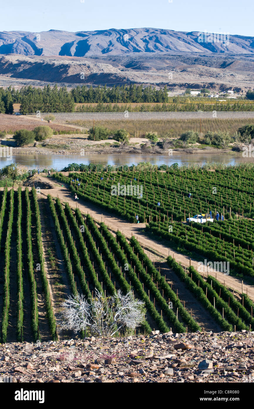 Les travailleurs sur une vigne le long de la rivière en Namibie Noordoewer Oranje Banque D'Images