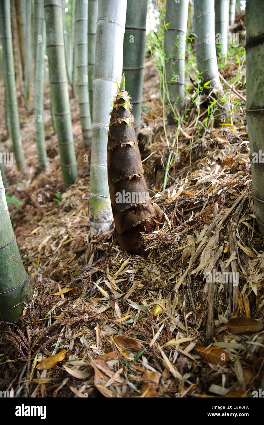 Une pousse du bambou, Yamaguchi ferme, Otaki, préfecture de Chiba, Japon, le 29 avril 2011. Banque D'Images