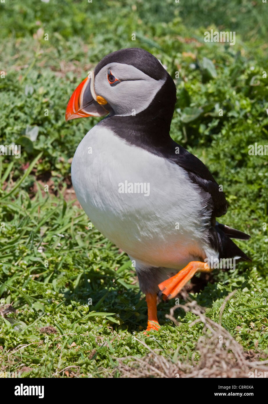 Macareux moine (Fratercula arctica), pays de Galles, l'île de Skomer Banque D'Images
