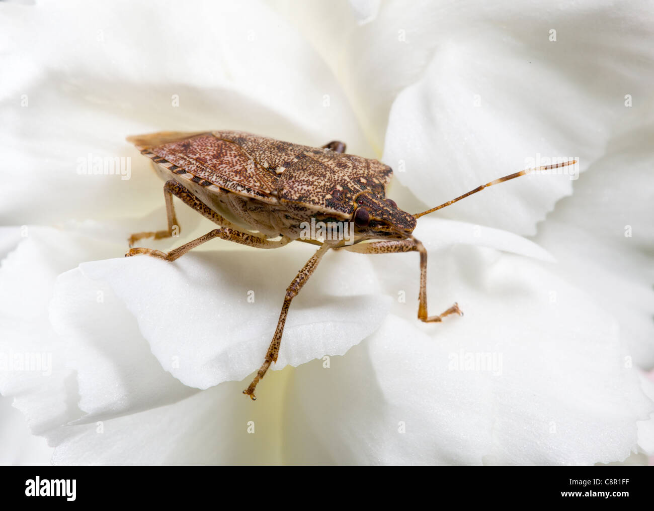 Stink bug shield ou insectes punaise diabolique s'est posé sur une fleur blanche d'œillet de pulvérisation Banque D'Images