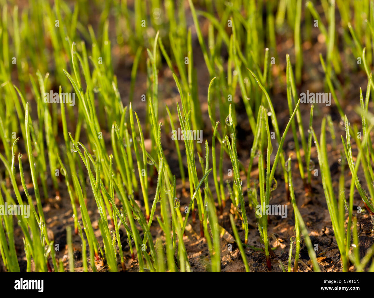 Petit plan macro sur l'herbe nouvellement graines sur une pelouse tôt le matin avec la rosée Banque D'Images