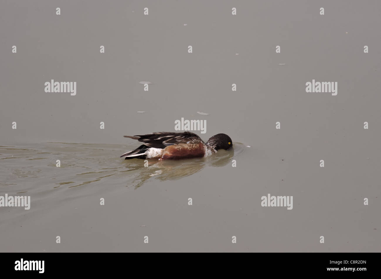 Homme du Canard souchet (Anas clypeata) avec son plumage d'hiver, la pêche dans un lac dans le centre du Mexique. Banque D'Images