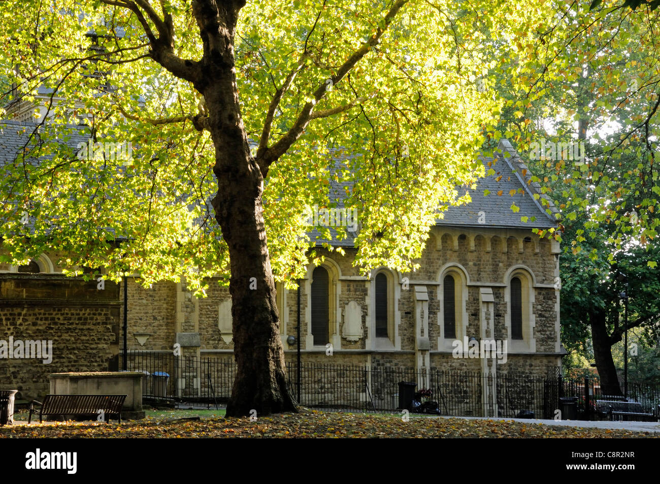 Arbre dans la lumière du soleil d'automne à St Pancras Old Church, cimetière de l'église en arrière-plan, Camden London England UK Banque D'Images