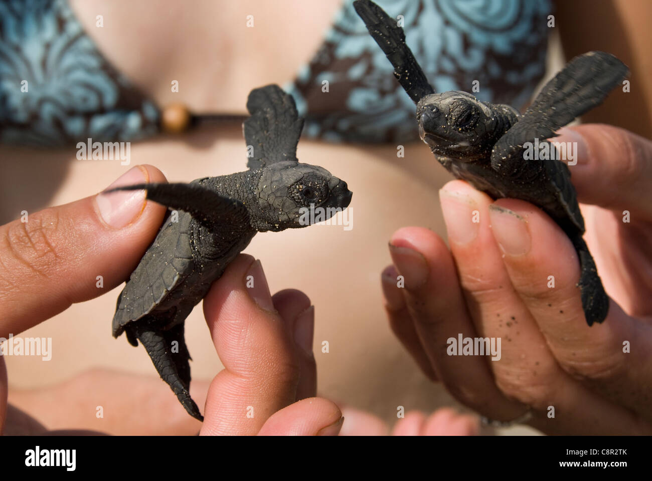 Les bébés tortues prêt à être mis à la mer. Banque D'Images