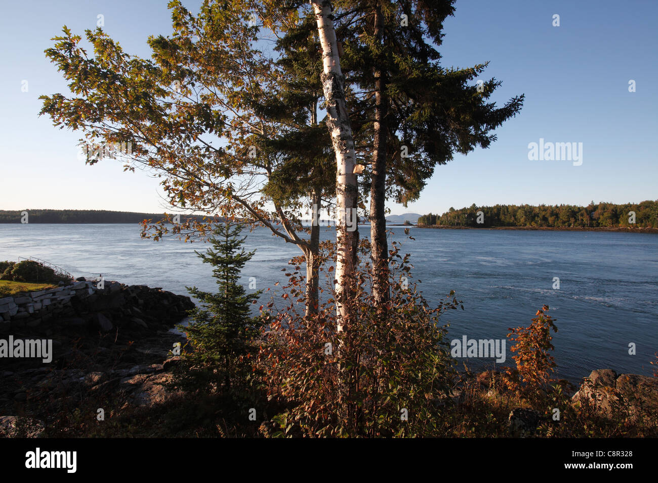 Littoral sur Sullivan Bay, dans l'Est, Maine, USA Banque D'Images