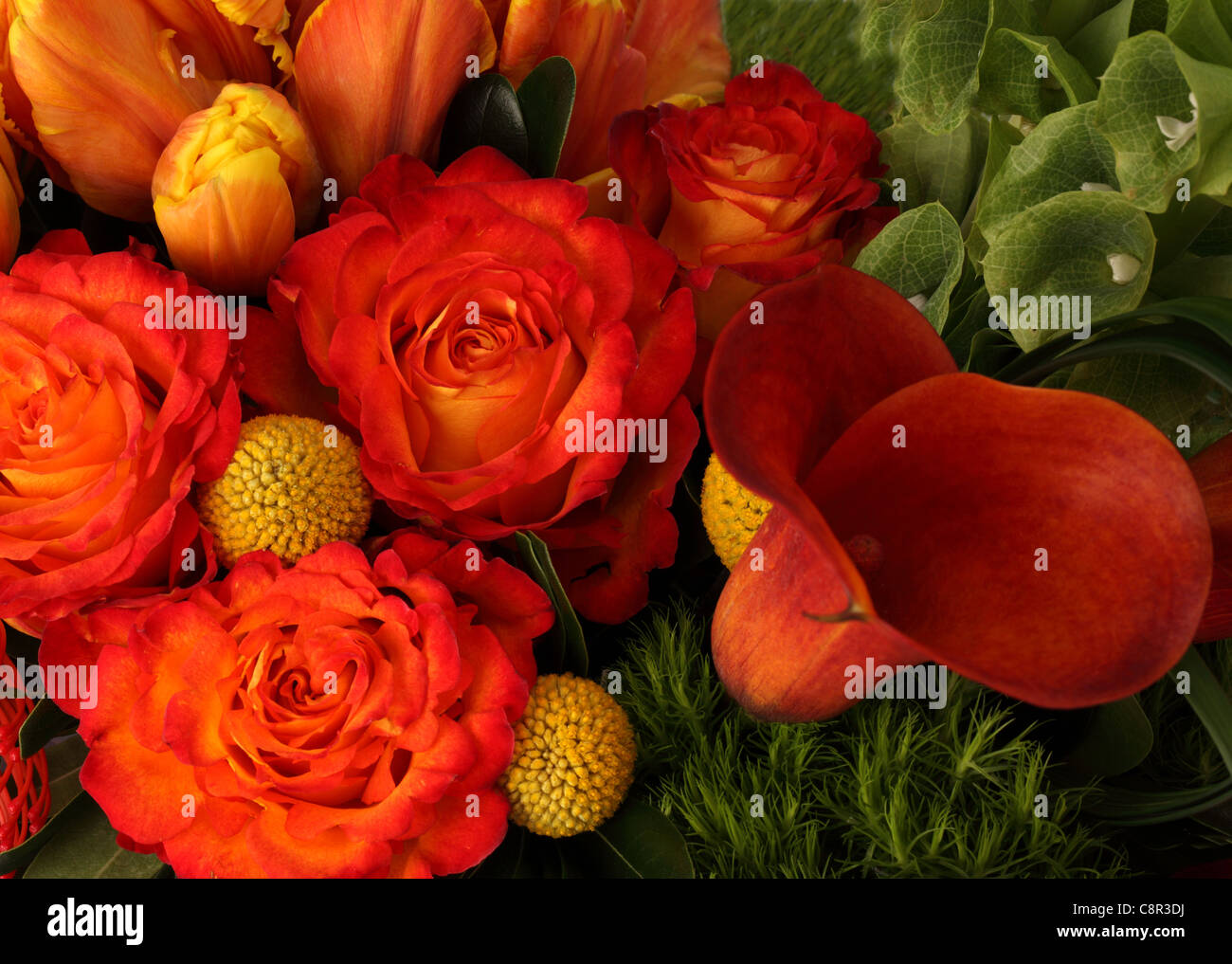 Un gros plan d'un bouquet de fleurs colorées. Orange / jaune tulipes, roses rouges, rouge 2 Proteas Banque D'Images