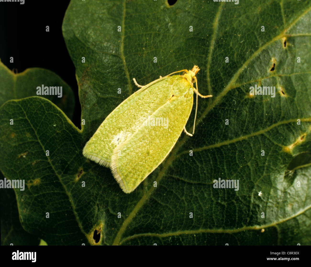 Tordeuse du chêne (Tortrix viridana) sur une feuille de chêne Banque D'Images