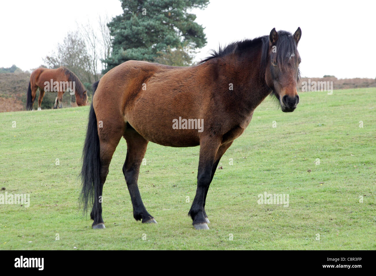 Poneys New Forest Banque D'Images