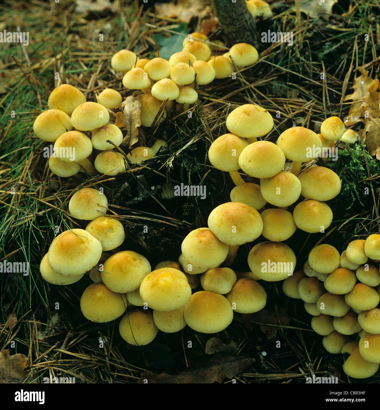 Touffe de soufre (Hypholoma fasciculare) organes de fructification en souche d'arbre Banque D'Images