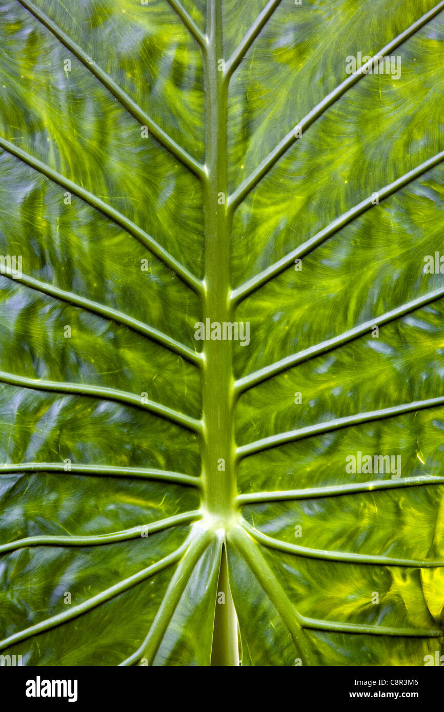 Close-up de la feuille de palmier - North Carolina Arboretum - Asheville, Caroline du Nord USA Banque D'Images