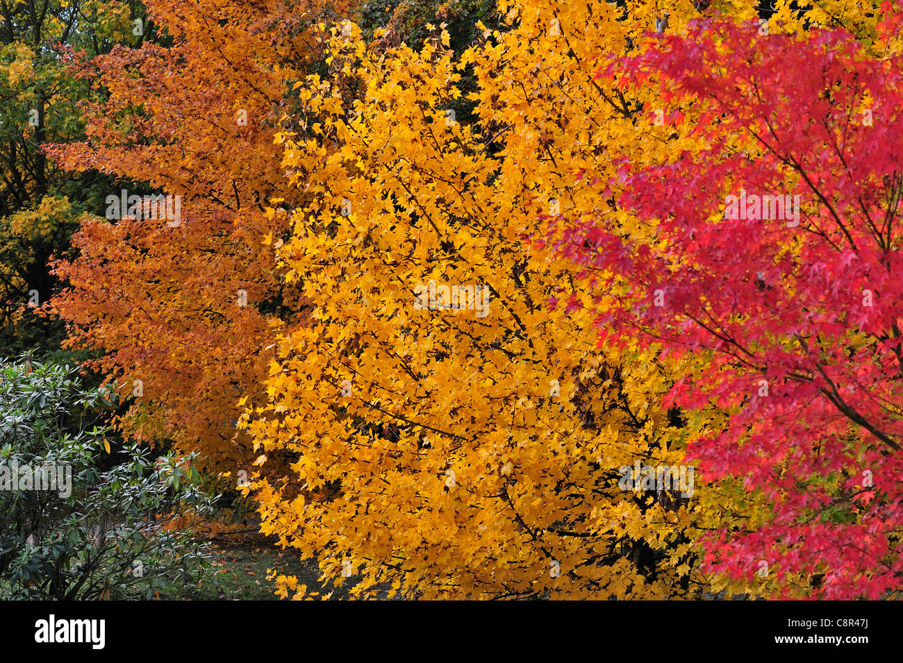Les érables colorés en jardin japonais montrant le feuillage dans couleurs d'automne, Hasselt, Belgique Banque D'Images