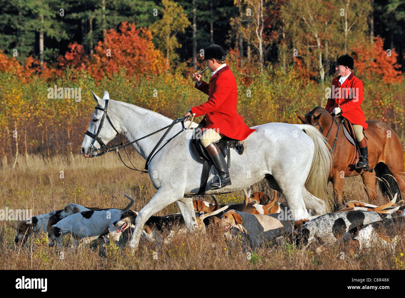Hunter porte manteau rouge corne de soufflage en montant à cheval avec pack de chiens pendant la chasse en automne, faites glisser l'Europe Banque D'Images
