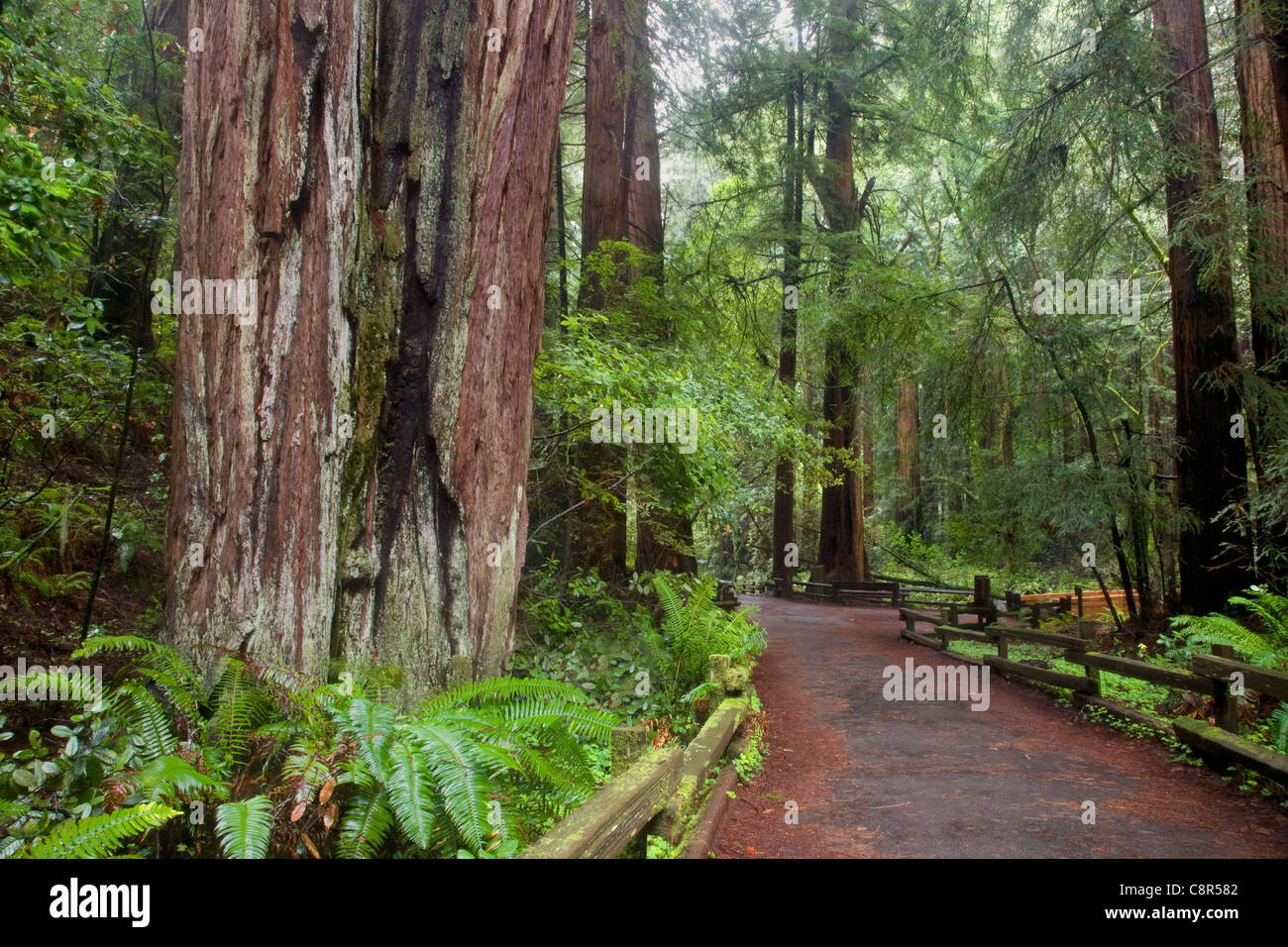 CA00999-00...CALIFORNIE - Sentier à travers la forêt de redwood dans Muir Woods National Monument. Banque D'Images
