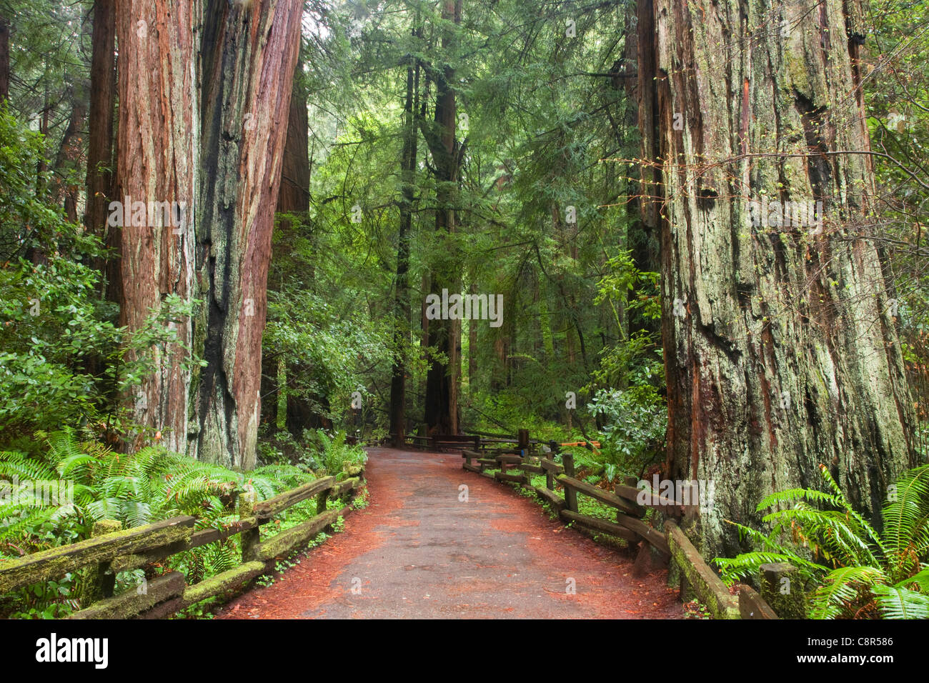 CA01000-00...CALIFORNIE - Sentier à travers la forêt de redwood dans Muir Woods National Monument. Banque D'Images