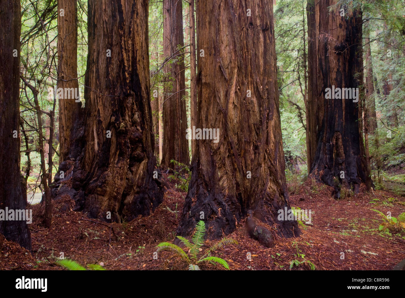 CA01014-00...CALIFORNIE - redwood dans Muir Woods National Monument. Banque D'Images